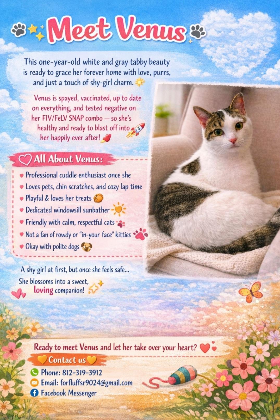 Venus, a ADOPTABLE Domestic Short Hair in Central City, KY image 3/3