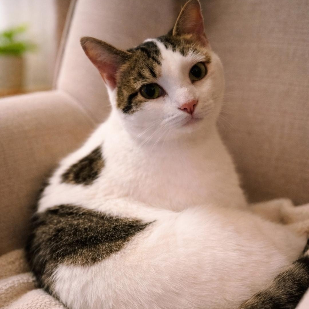 Venus, a ADOPTABLE Domestic Short Hair in Central City, KY image 1/3