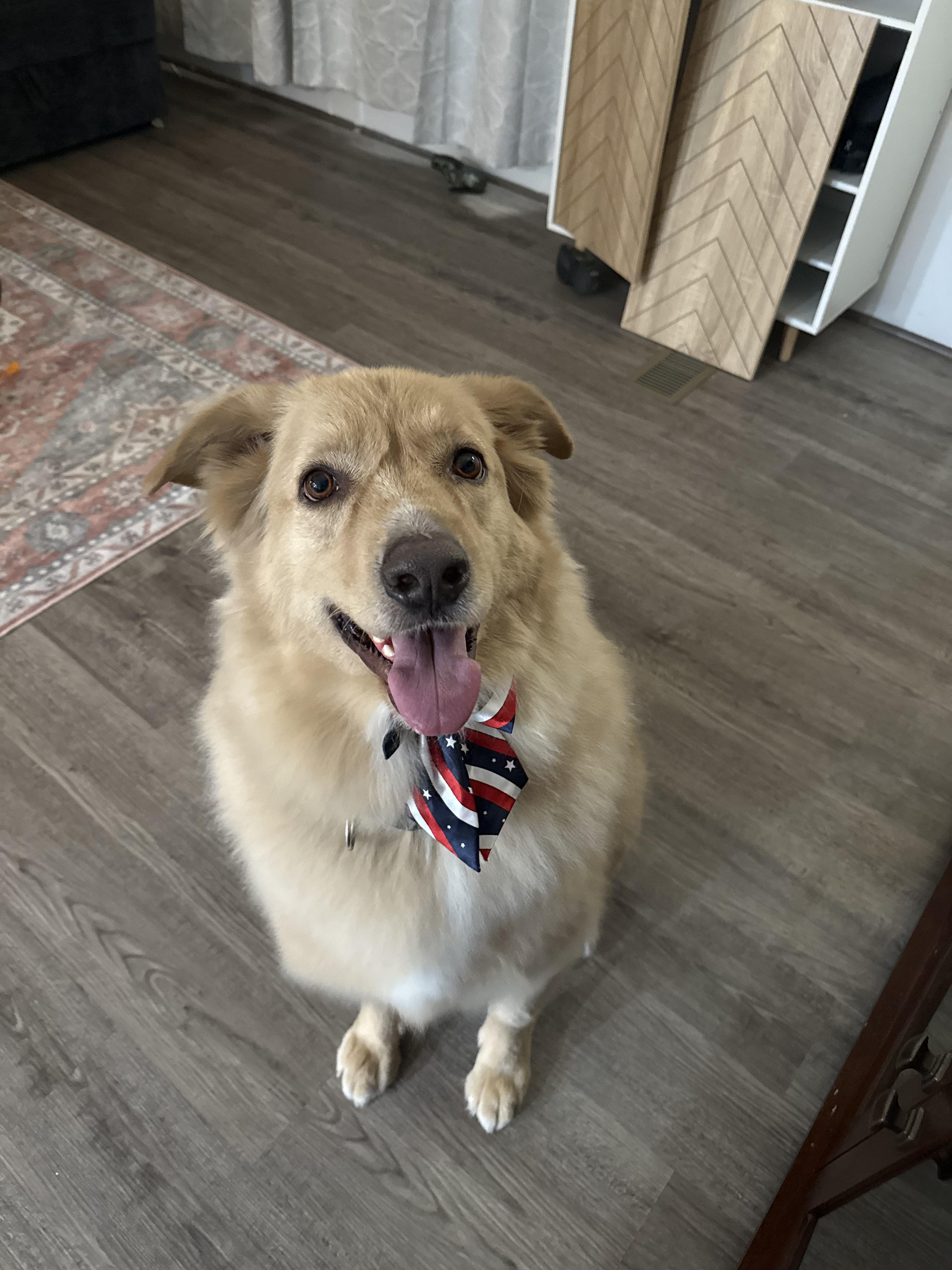 Broley, ADOPTABLE, Adult Male German Shepherd Dog.