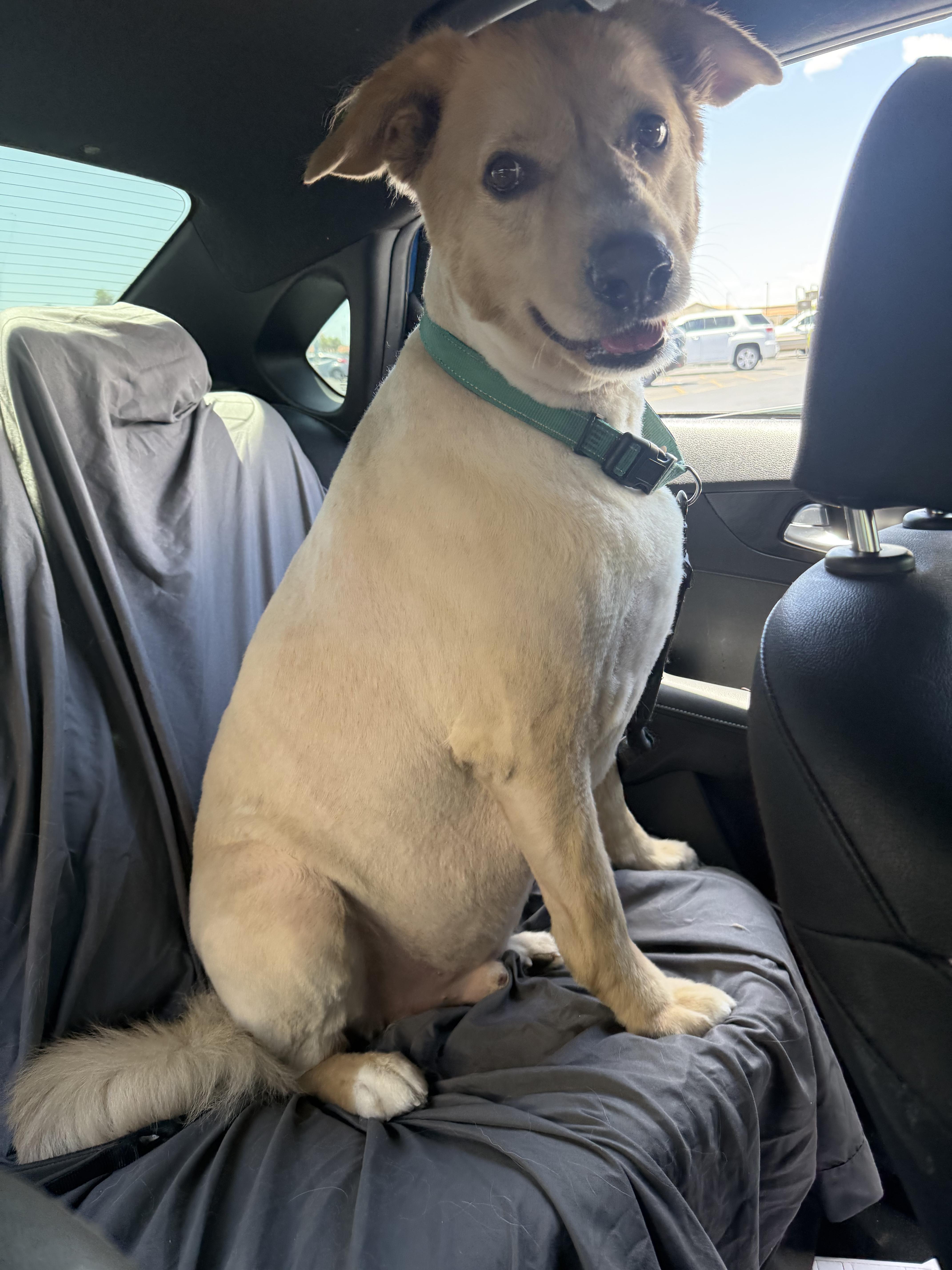 Enlarge Broley, a ADOPTABLE mixed breed in Glendale, AZ image 2/5