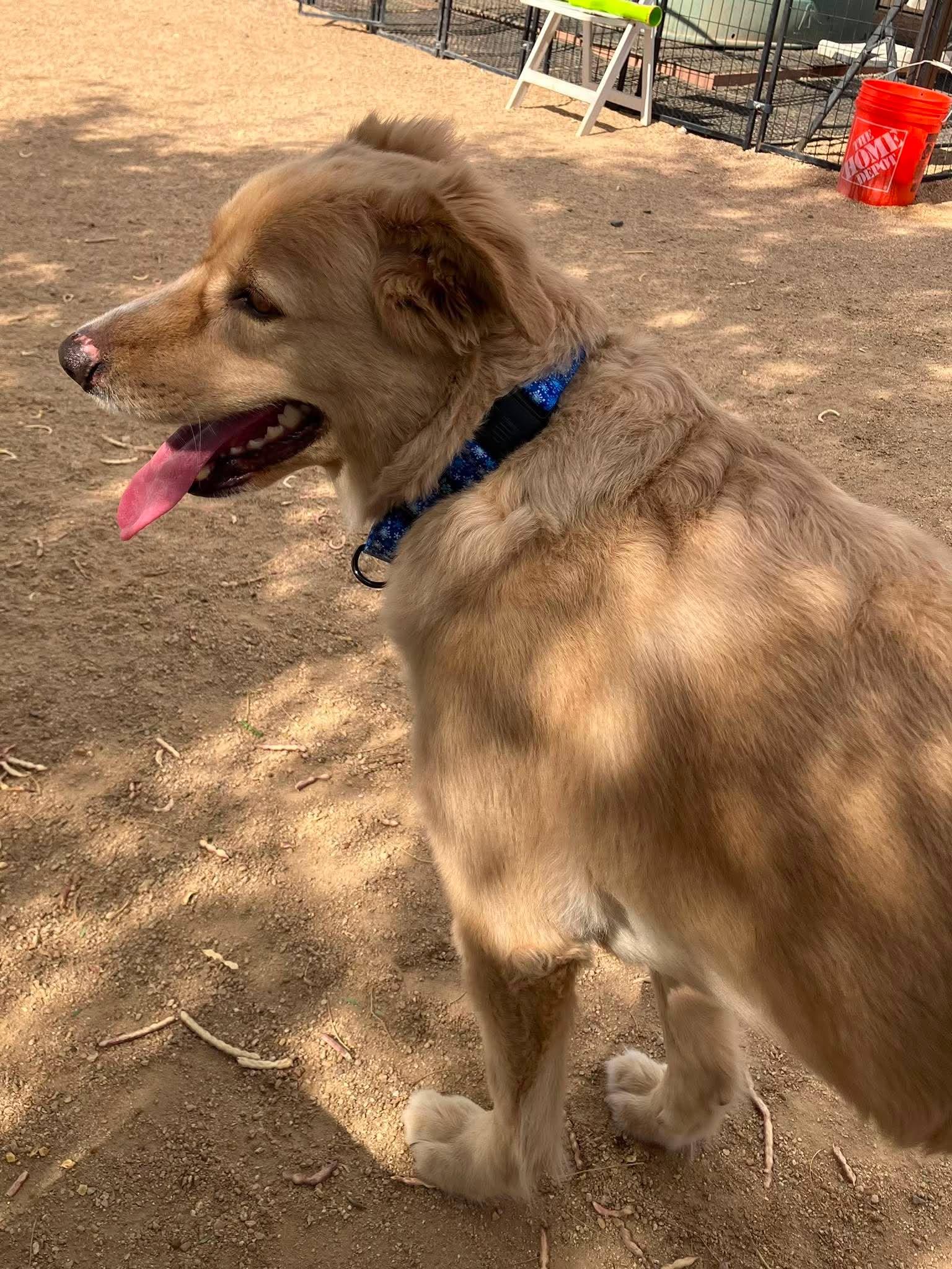 Enlarge Broley, a ADOPTABLE mixed breed in Glendale, AZ image 5/5