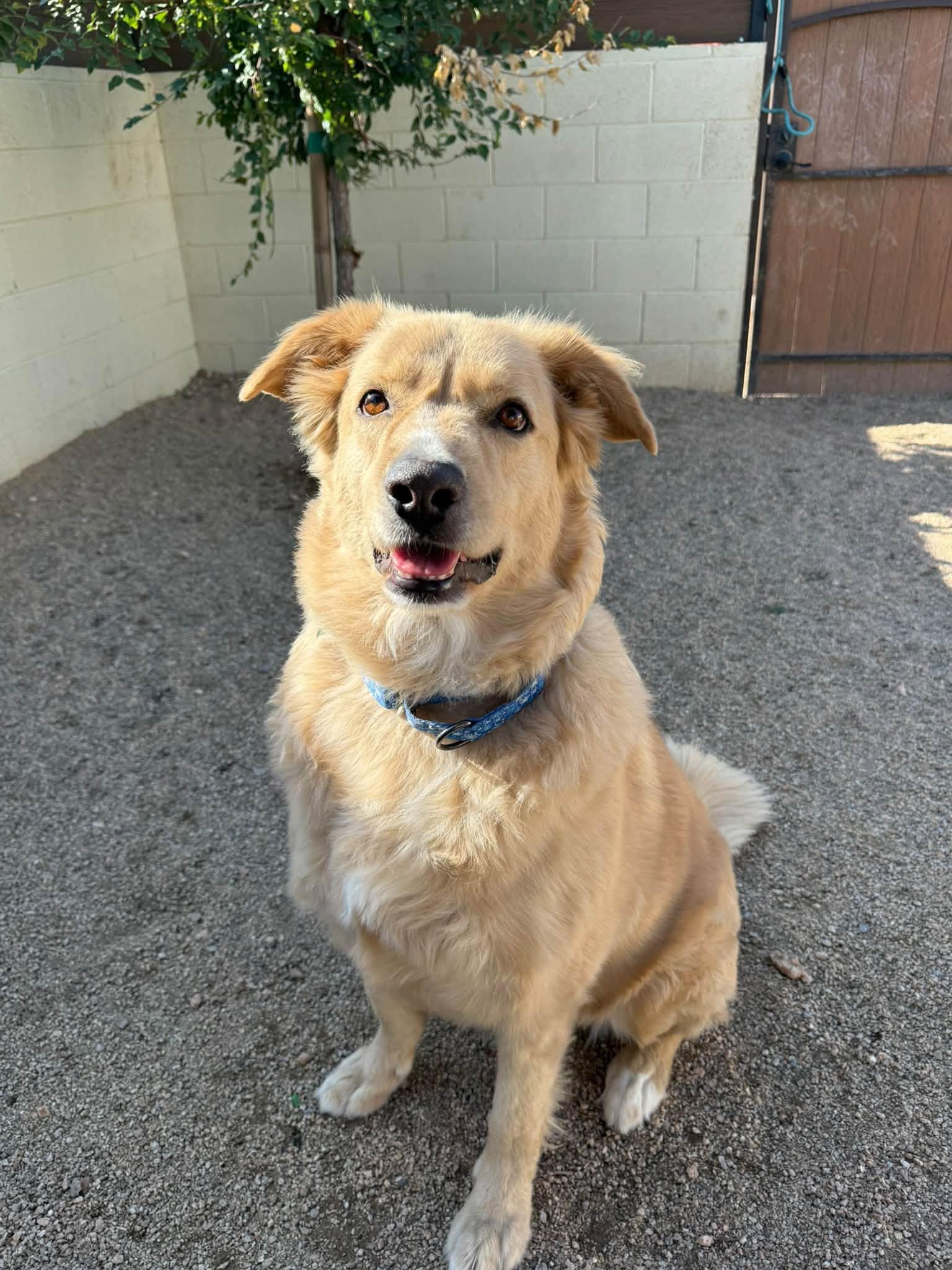 Enlarge Broley, a Adoptable mixed breed in Glendale, AZ image 4/5