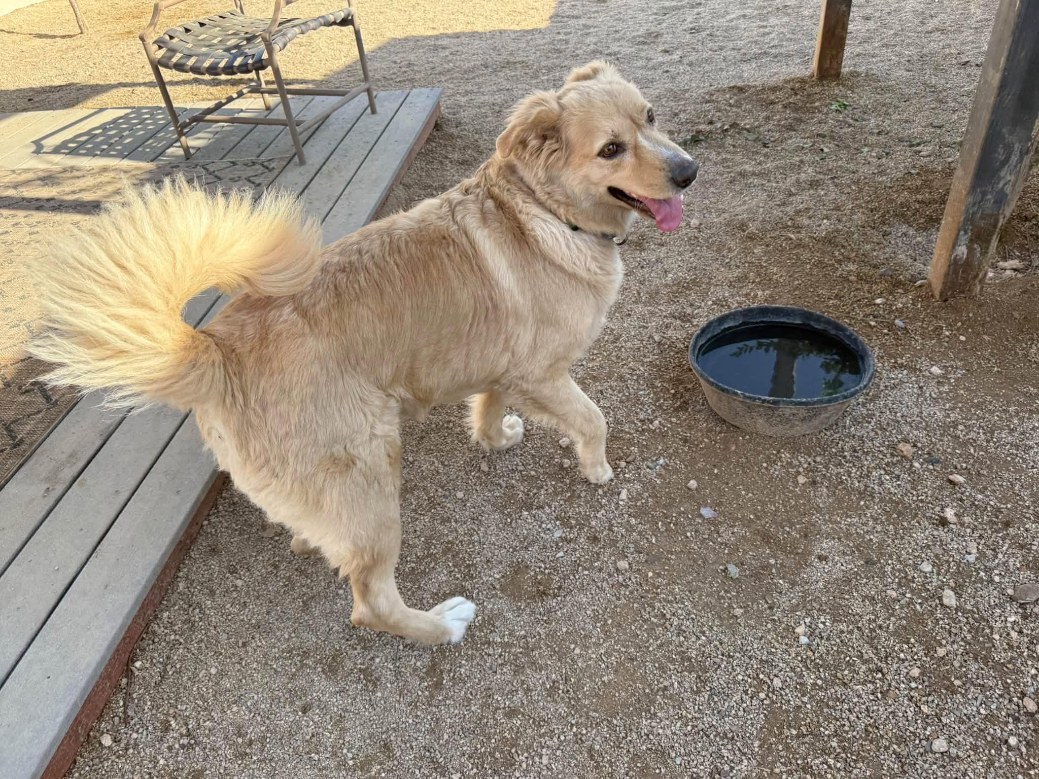 Enlarge Broley, a Adoptable mixed breed in Glendale, AZ image 5/5