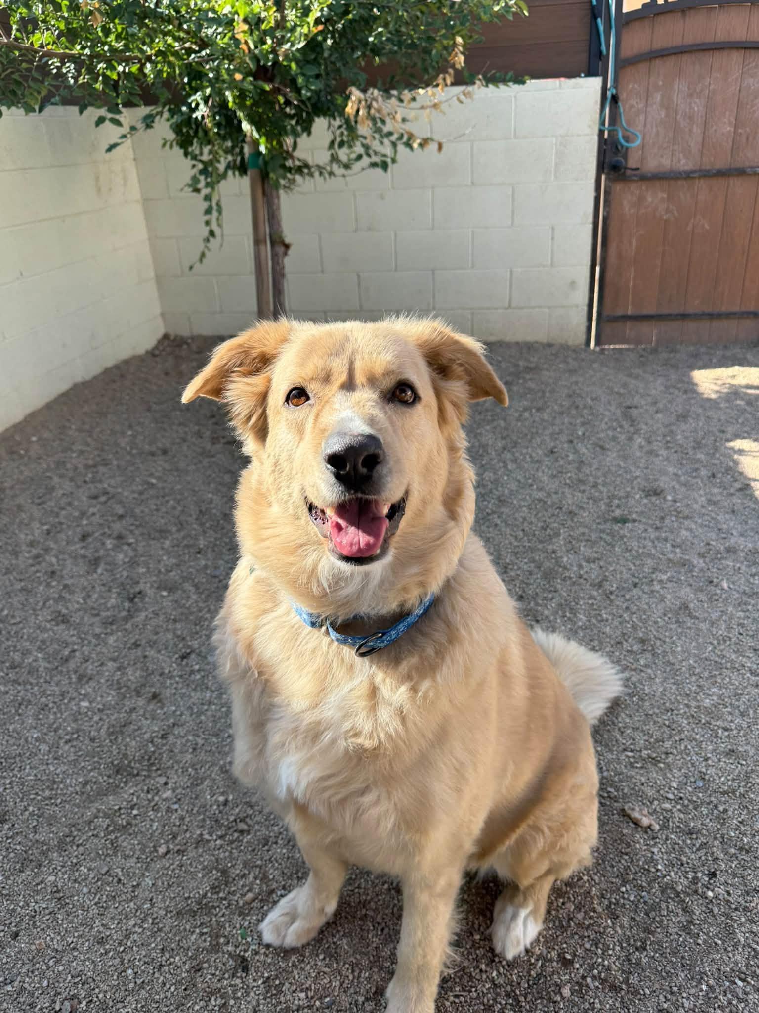 Broley, Adoptable, Adult Male German Shepherd Dog.