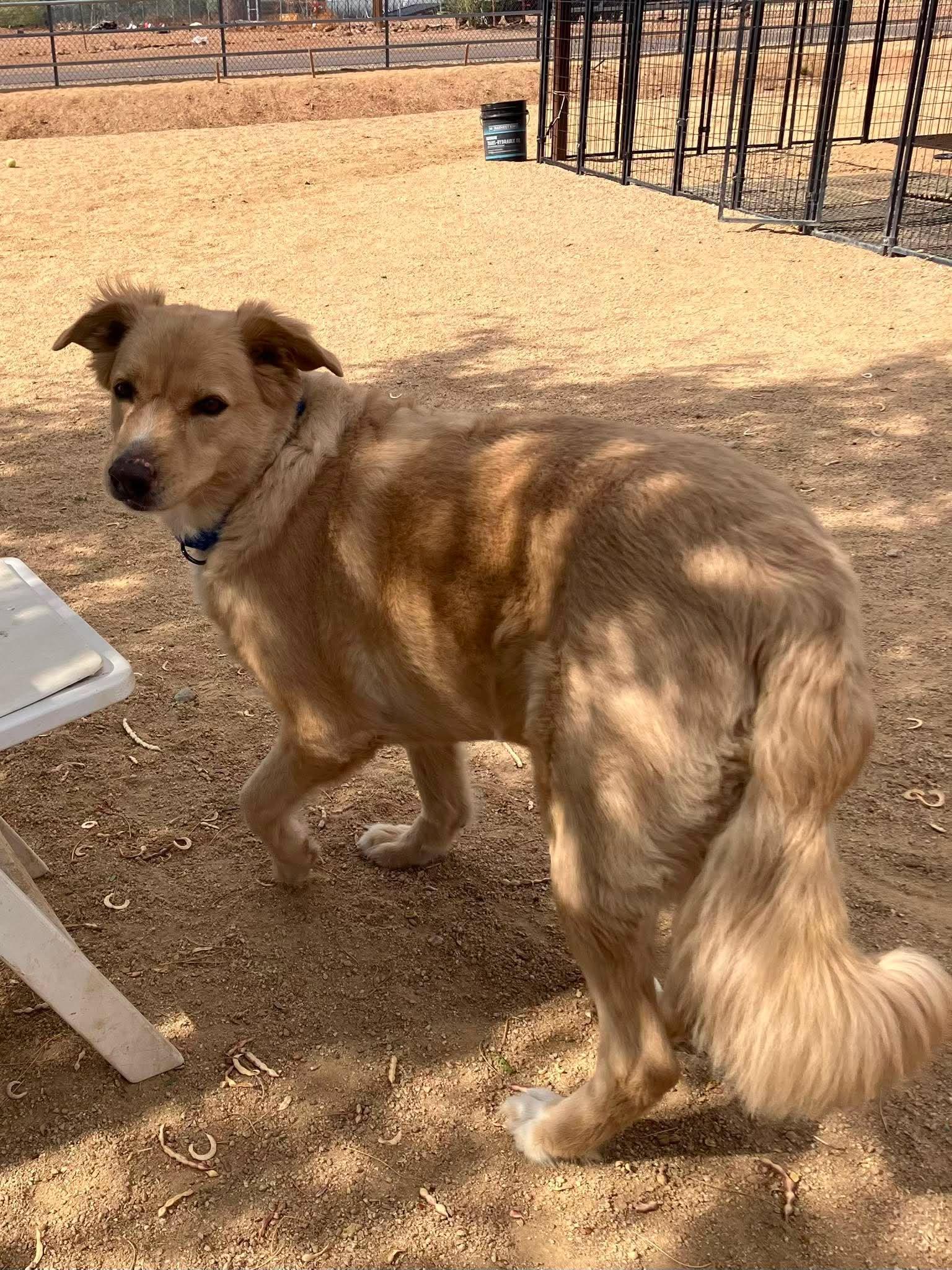 Enlarge Broley, a ADOPTABLE mixed breed in Glendale, AZ image 4/5