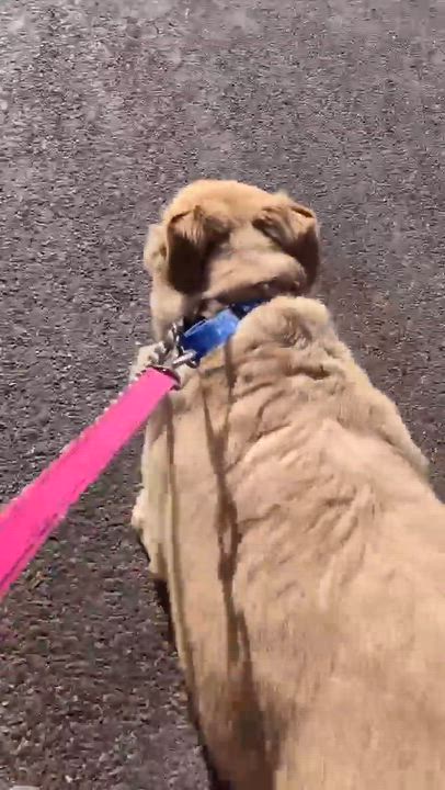 Enlarge Broley, a ADOPTABLE mixed breed in Glendale, AZ video 3/5