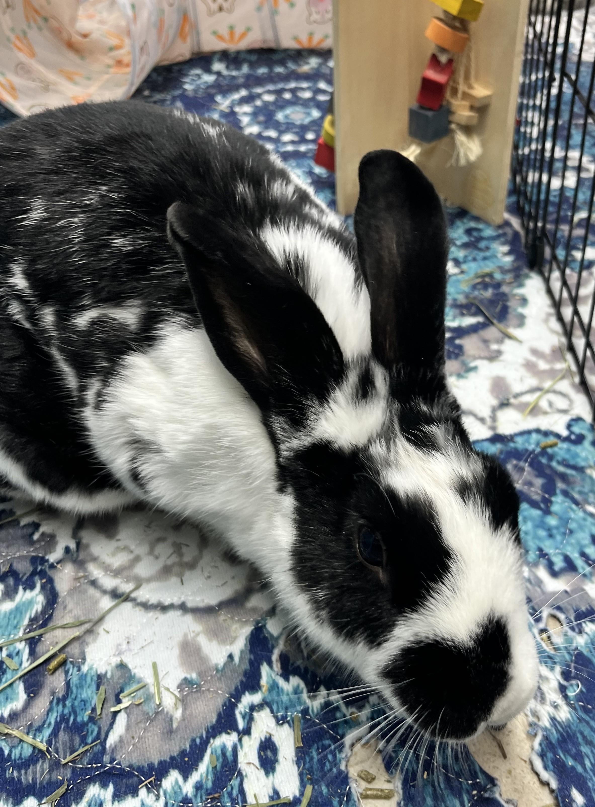 Celeste, a Adoptable English Spot in Jefferson, LA image 4/4