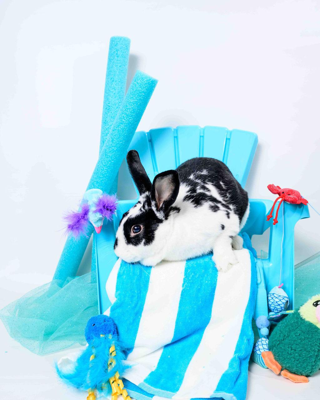 Celeste, Adoptable, Young Female English Spot.