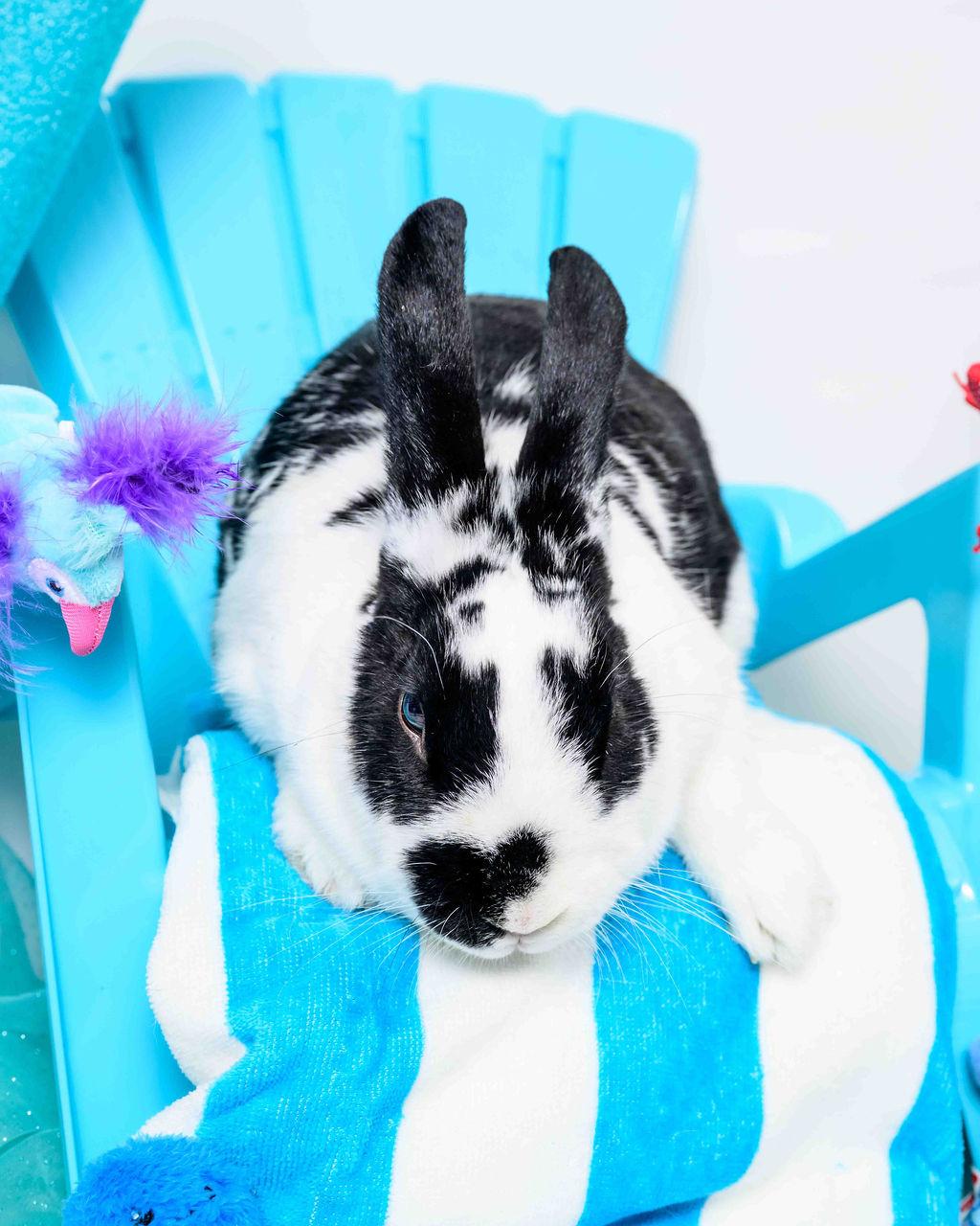 Celeste, a Adoptable English Spot in Jefferson, LA image 3/4