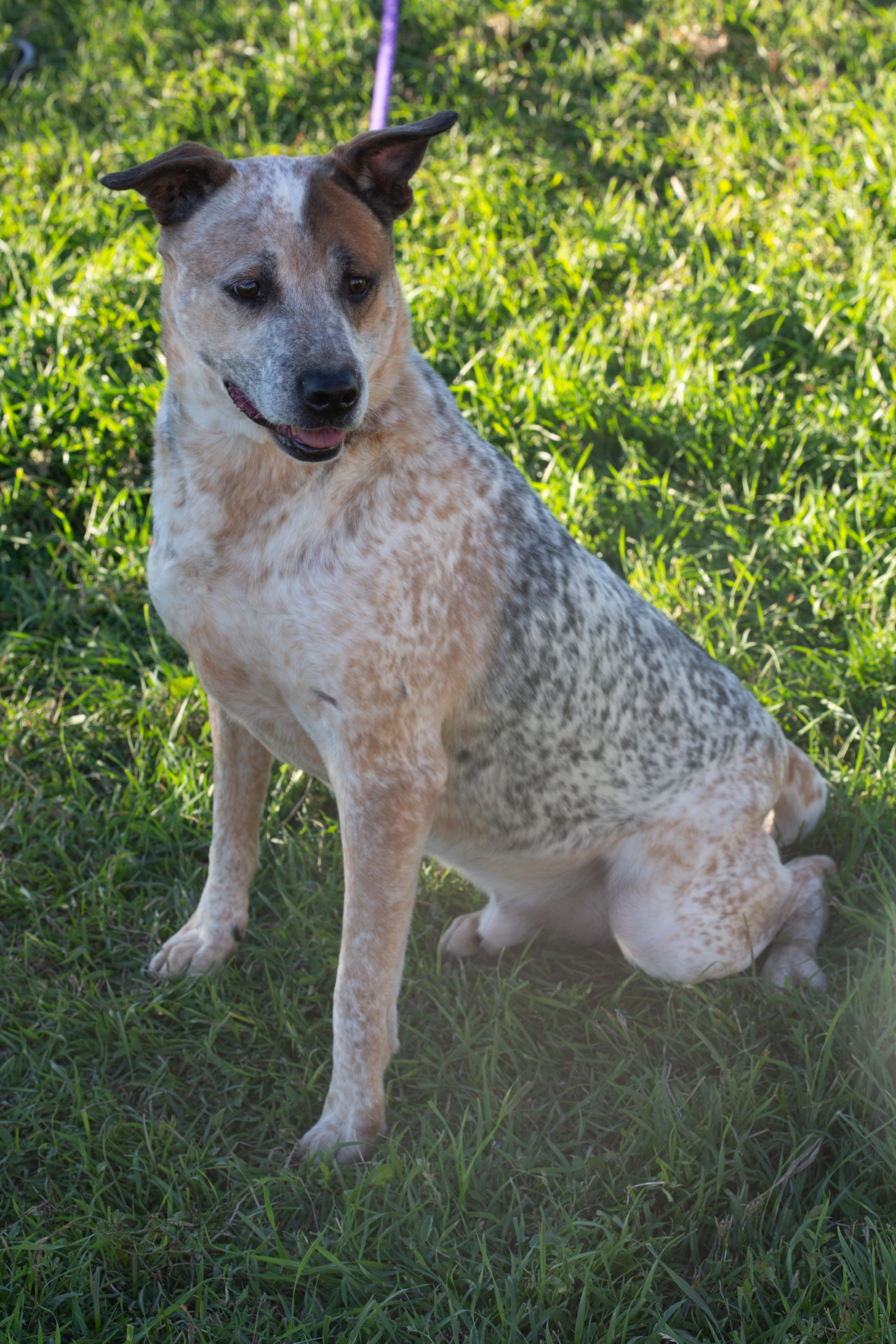 Max, a Adoptable mixed breed in Millville, UT image 1/9