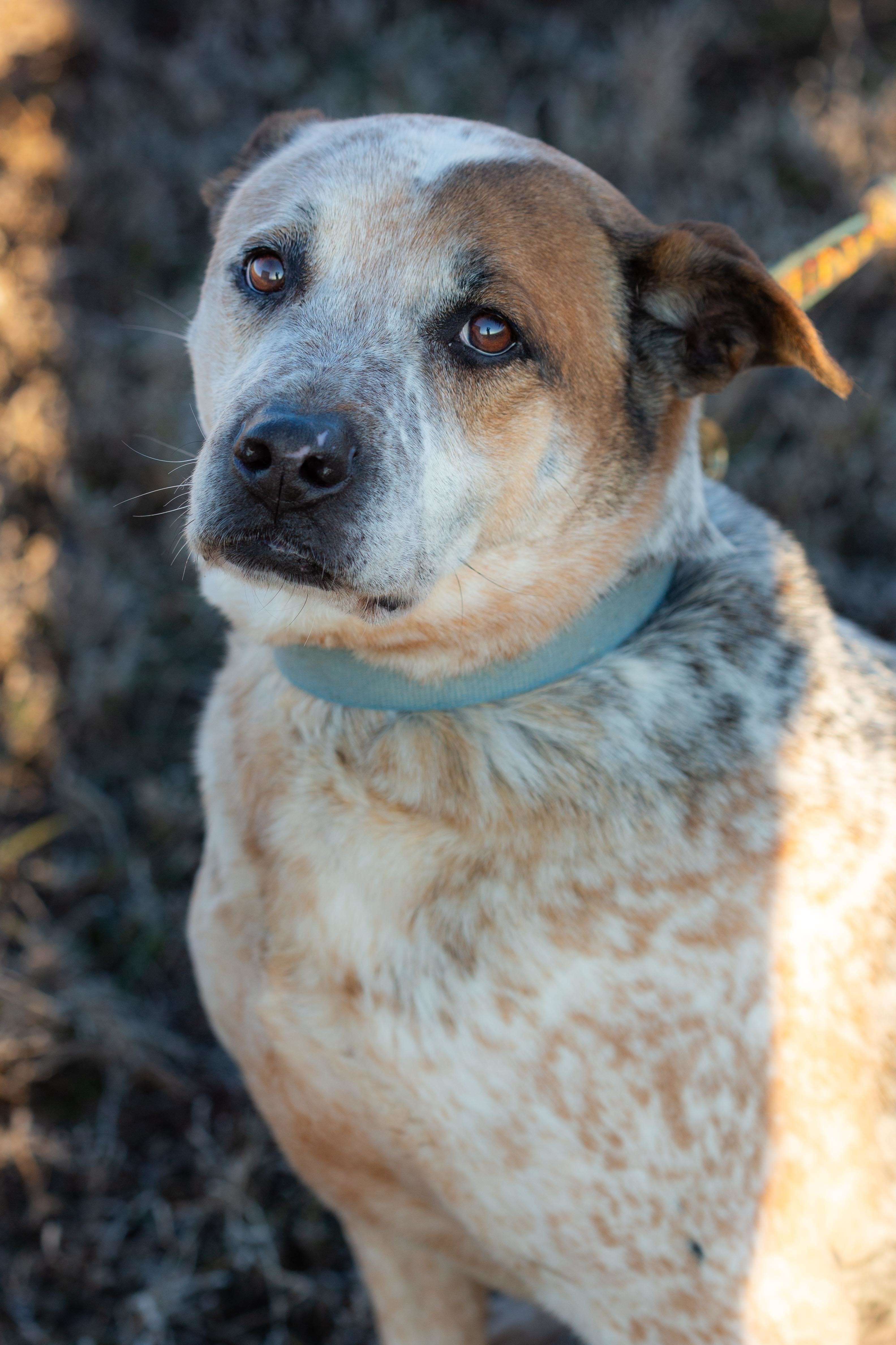 Max, a Adoptable mixed breed in Millville, UT image 3/9