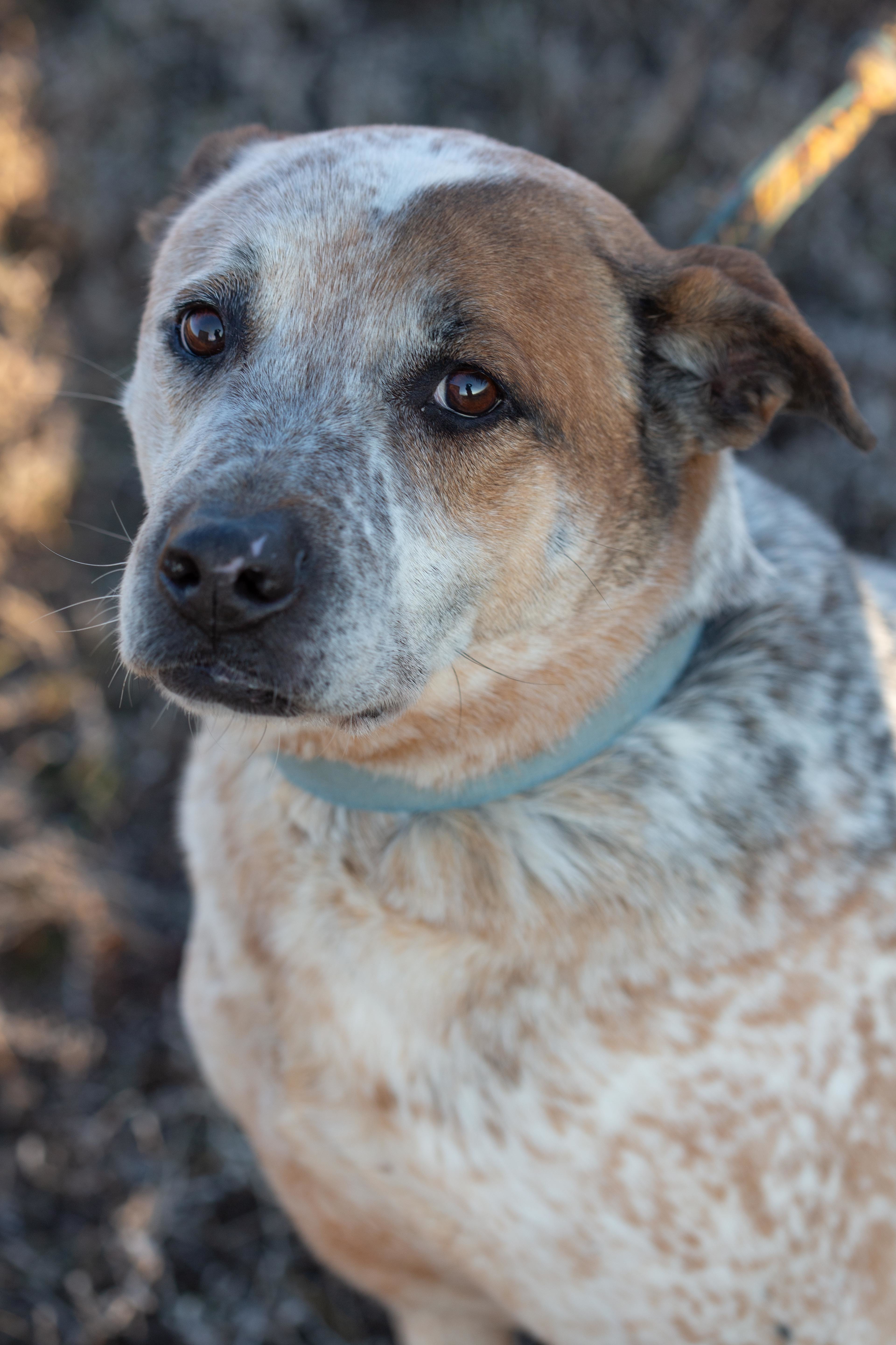 Max, a Adoptable mixed breed in Millville, UT image 4/9