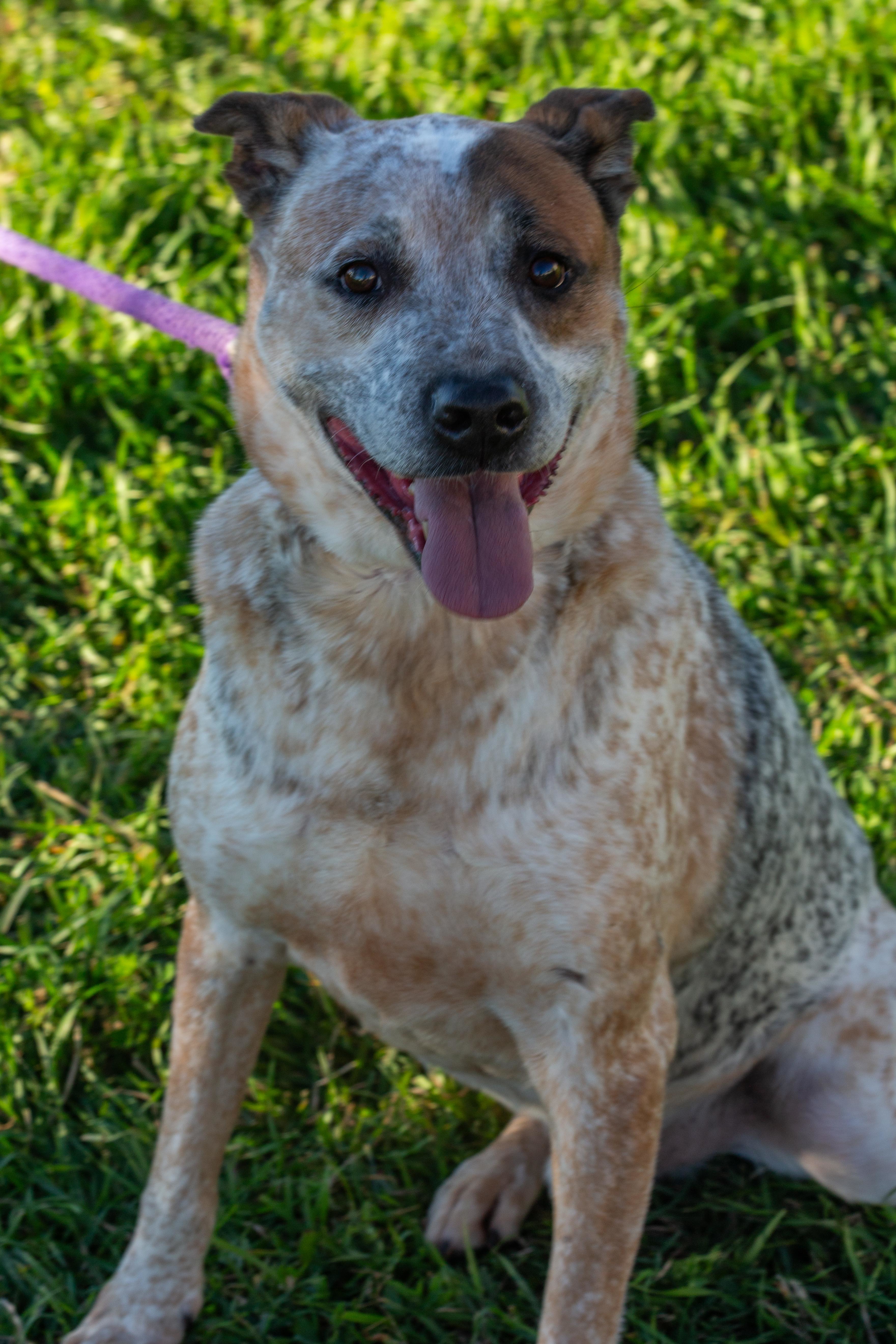 Max, a Adoptable mixed breed in Millville, UT image 5/9