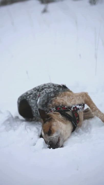 Enlarge Max, a Adoptable mixed breed in Millville, UT video 9/9