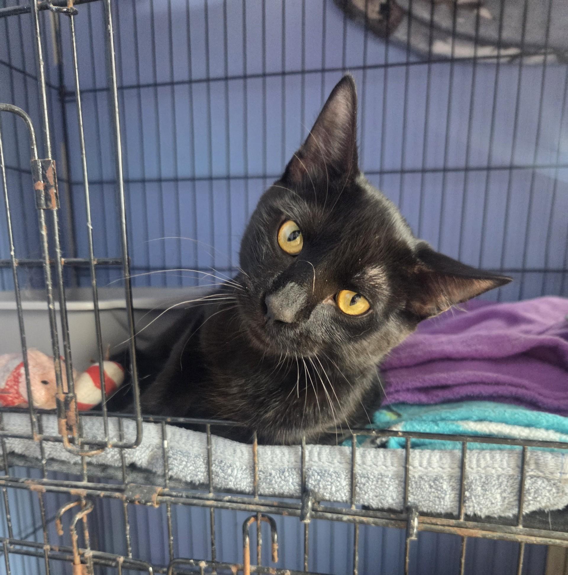 Catacombs, adoptable, Young Male Domestic Short Hair.