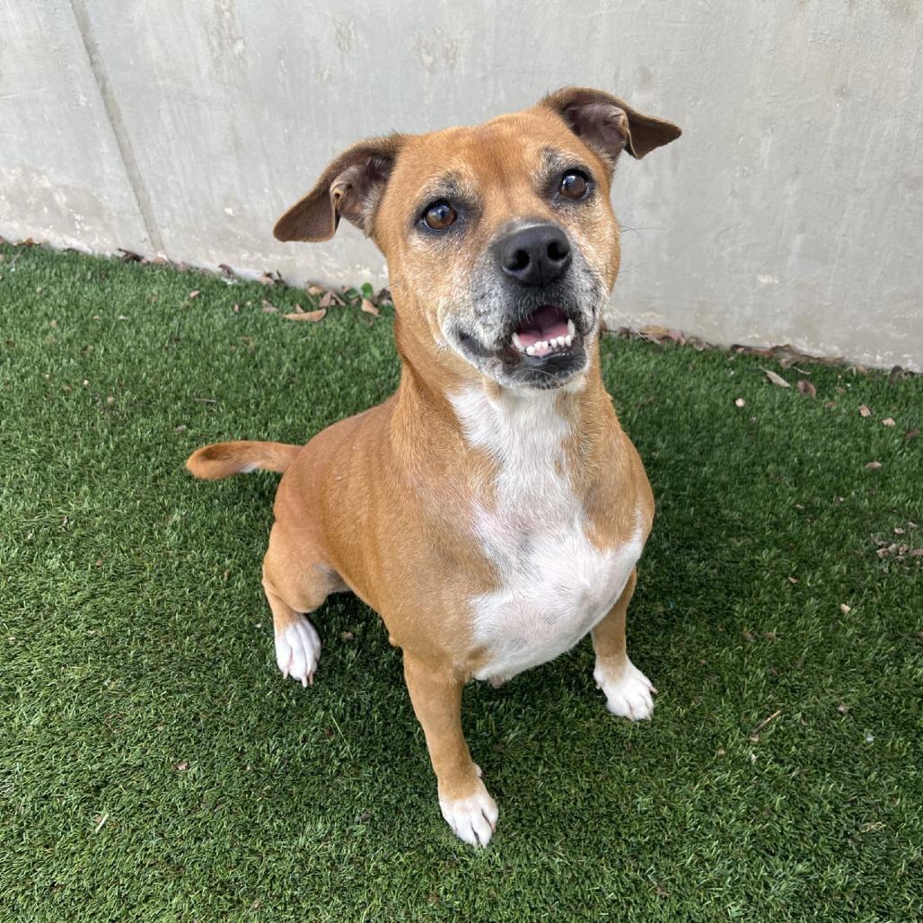 Dempsy, Adoptable, Adult Female Mixed Breed.