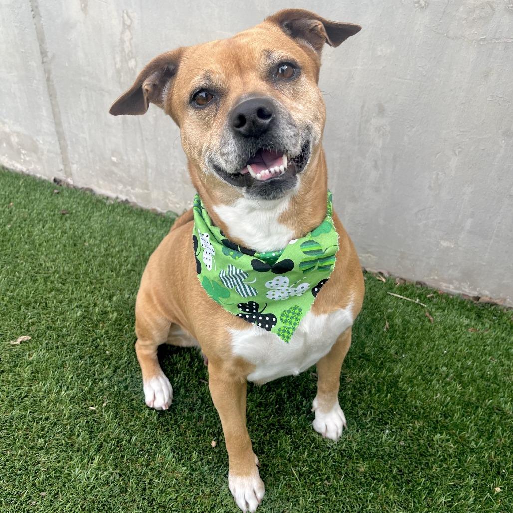 Enlarge Dempsy, a Adoptable Mixed Breed in Fredericksburg, TX image 2/6