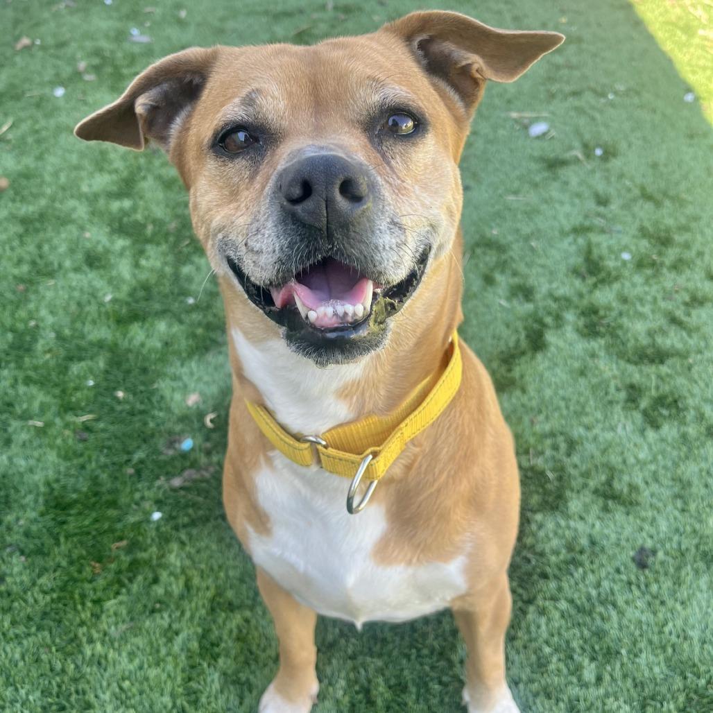 Enlarge Dempsy, a Adoptable Mixed Breed in Fredericksburg, TX image 3/6