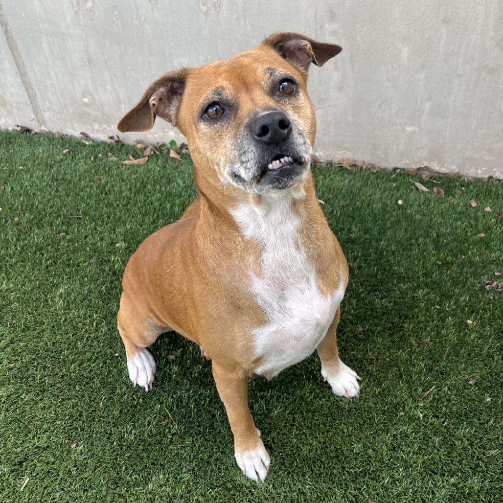 Enlarge Dempsy, a Adoptable Mixed Breed in Fredericksburg, TX image 4/6