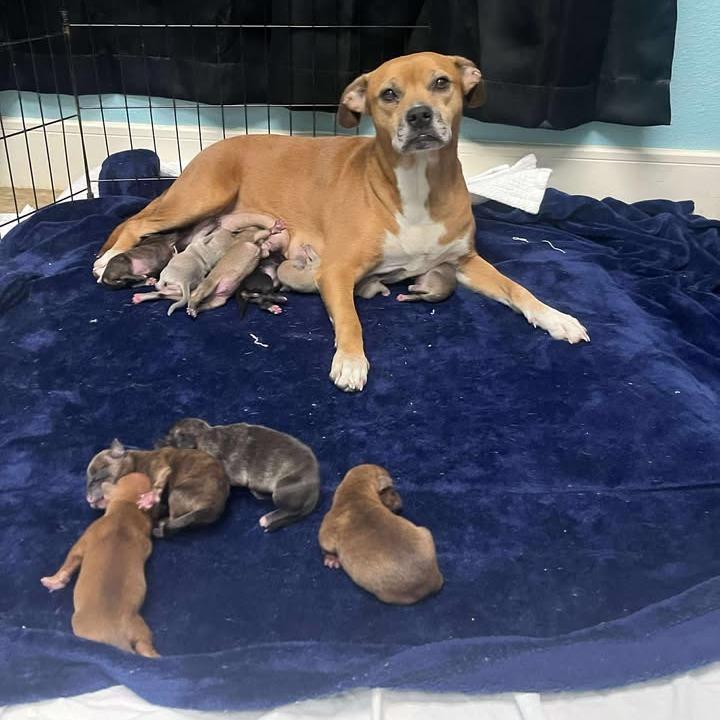 Dempsy, Adoptable, Adult Female Mixed Breed.