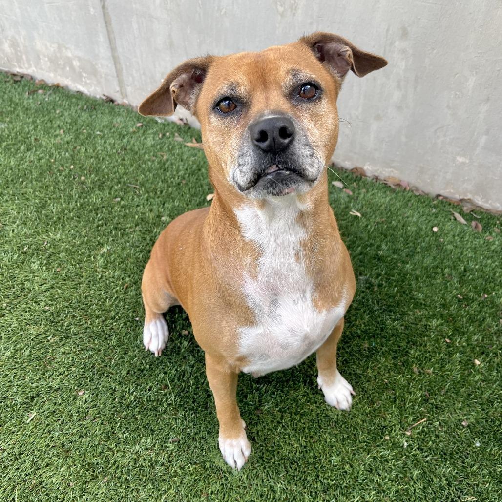 Enlarge Dempsy, a Adoptable Mixed Breed in Fredericksburg, TX image 6/6