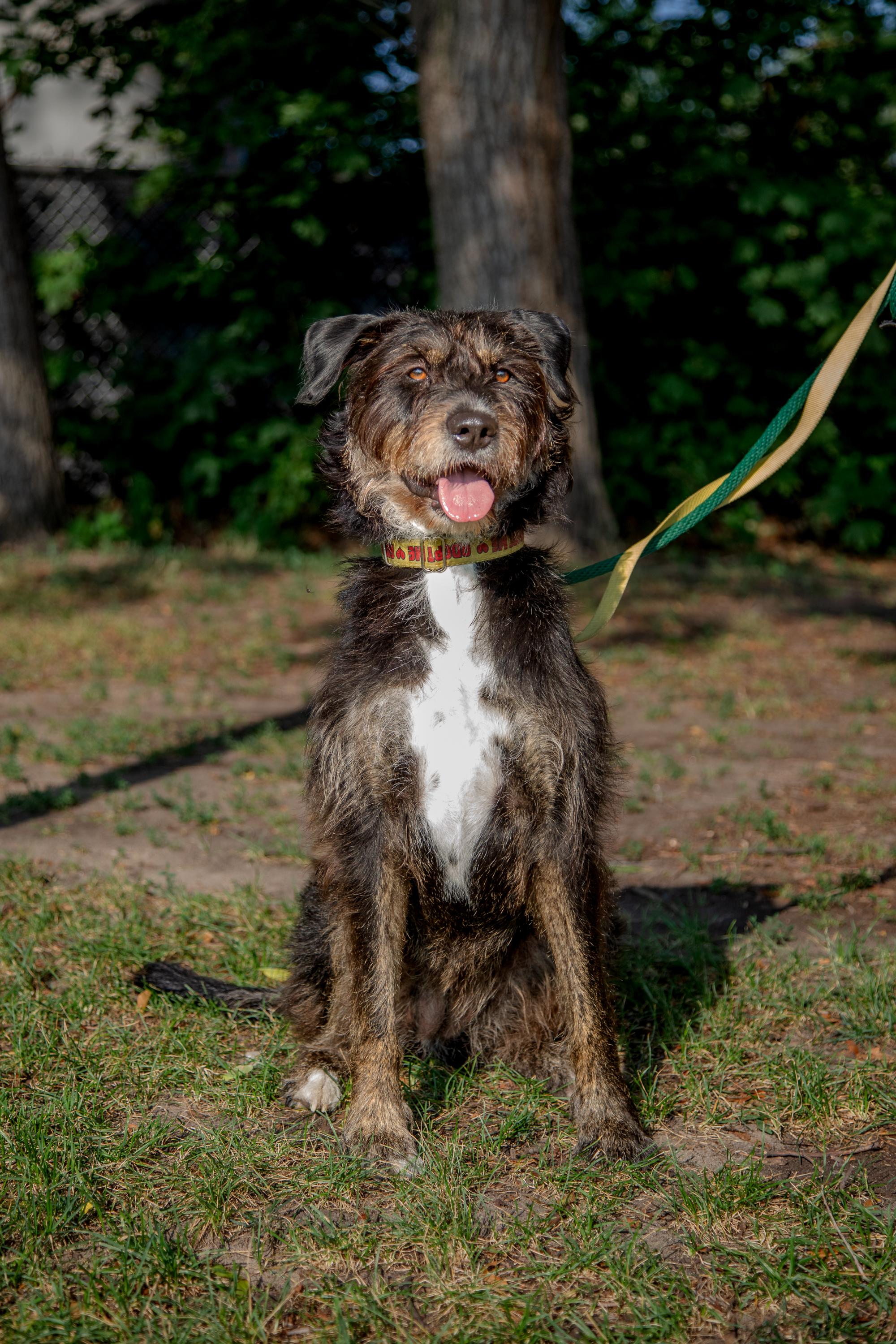 Enlarge Kika, a ADOPTABLE Mixed Breed in Mississauga, ON image 2/5
