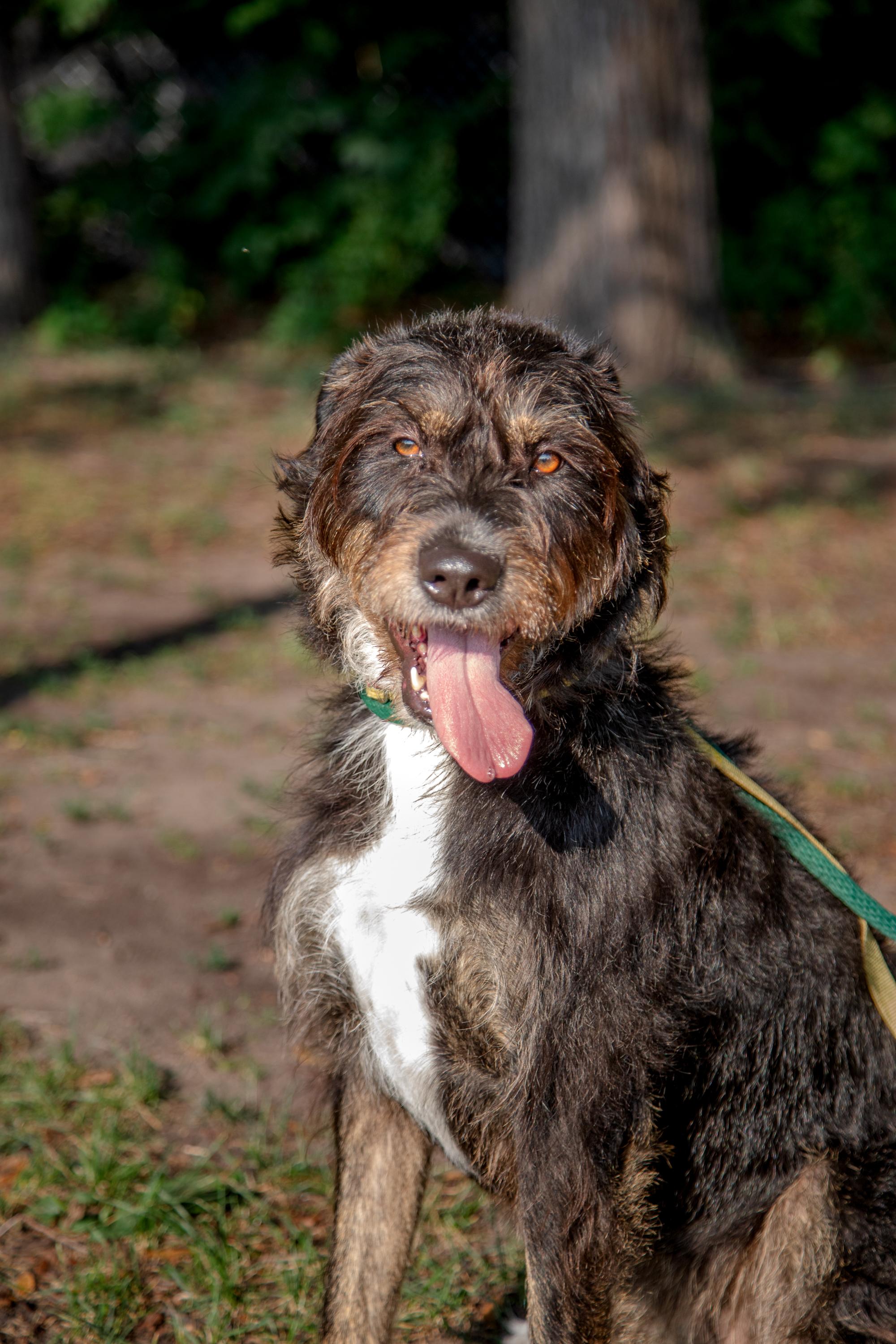 Enlarge Kika, a ADOPTABLE Mixed Breed in Mississauga, ON image 3/5