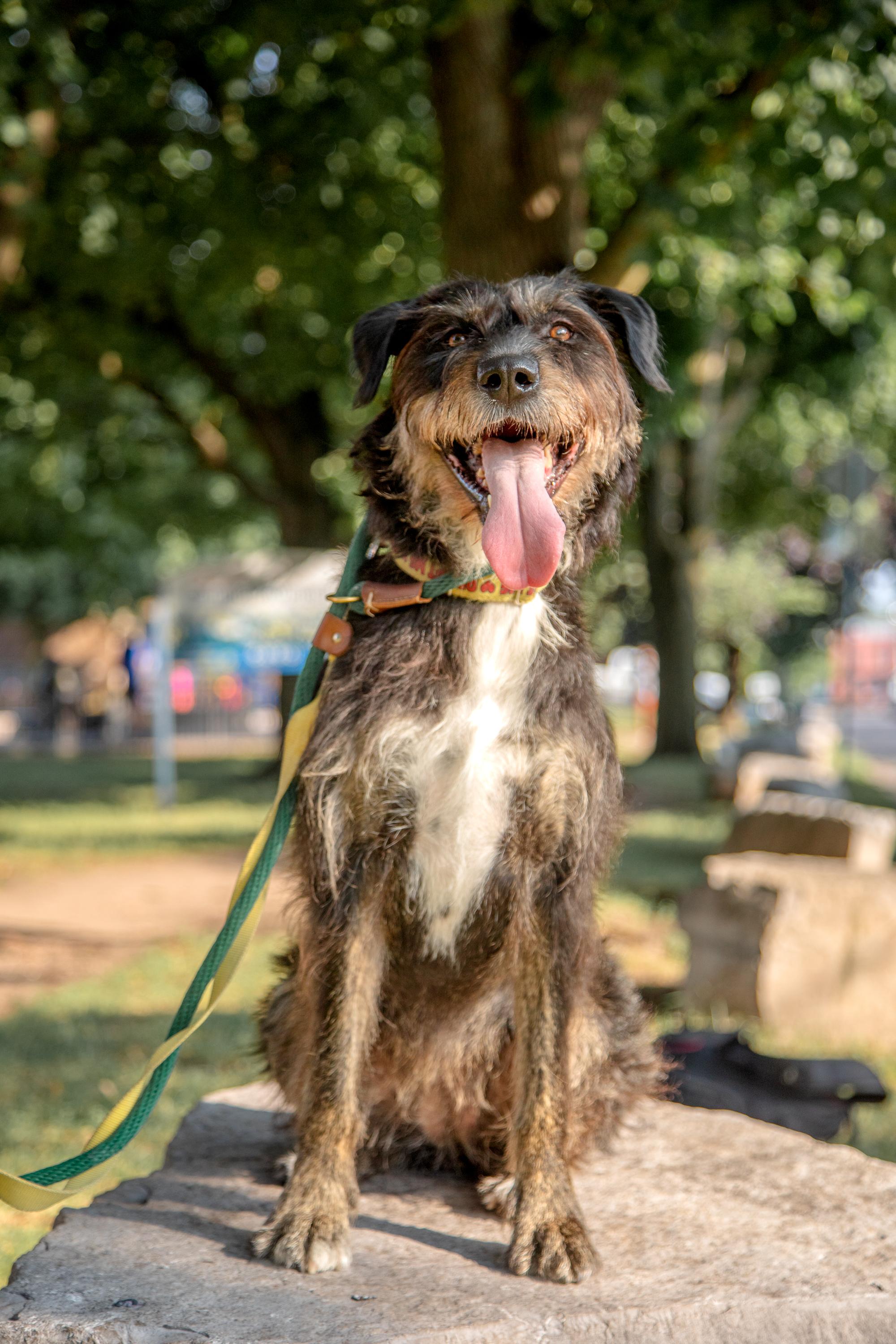 Kika, ADOPTABLE, Adult Female Mixed Breed.