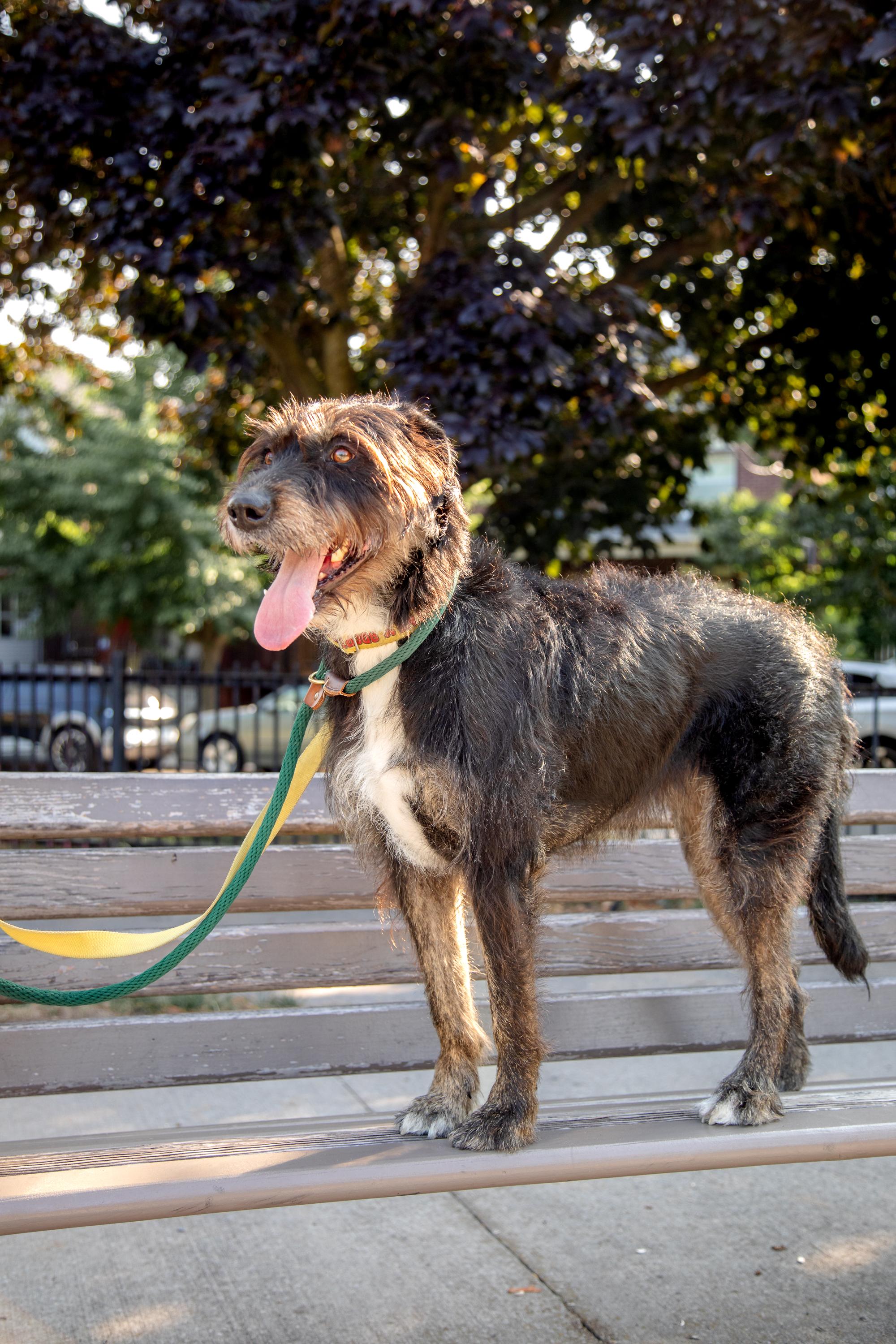 Enlarge Kika, a ADOPTABLE Mixed Breed in Mississauga, ON image 4/5