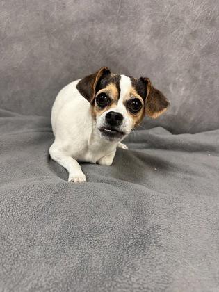 Enlarge Caprese, a Adoptable mixed breed in Portland, ME image 1/1