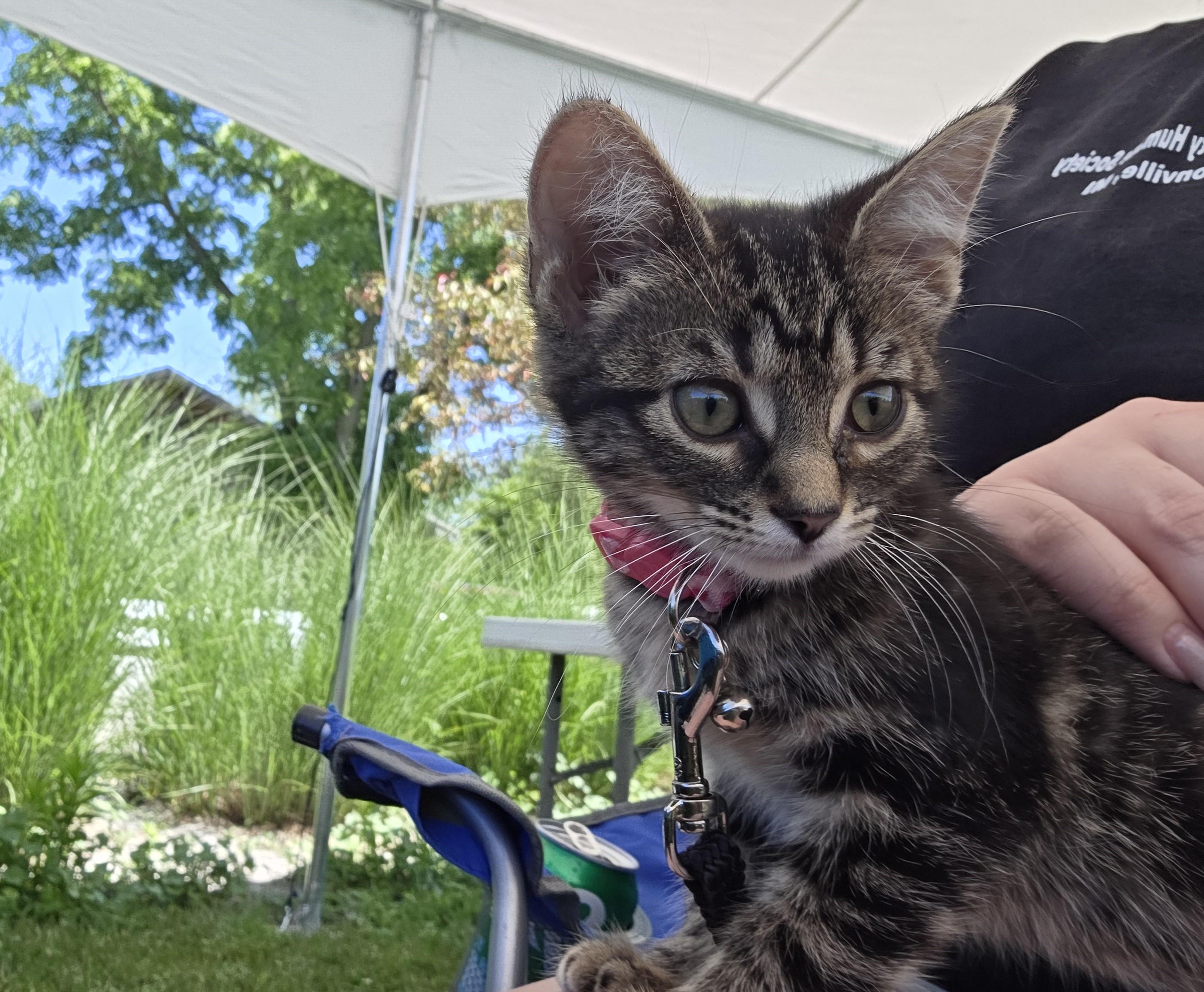 Lori, adoptable, Kitten Female Domestic Short Hair.