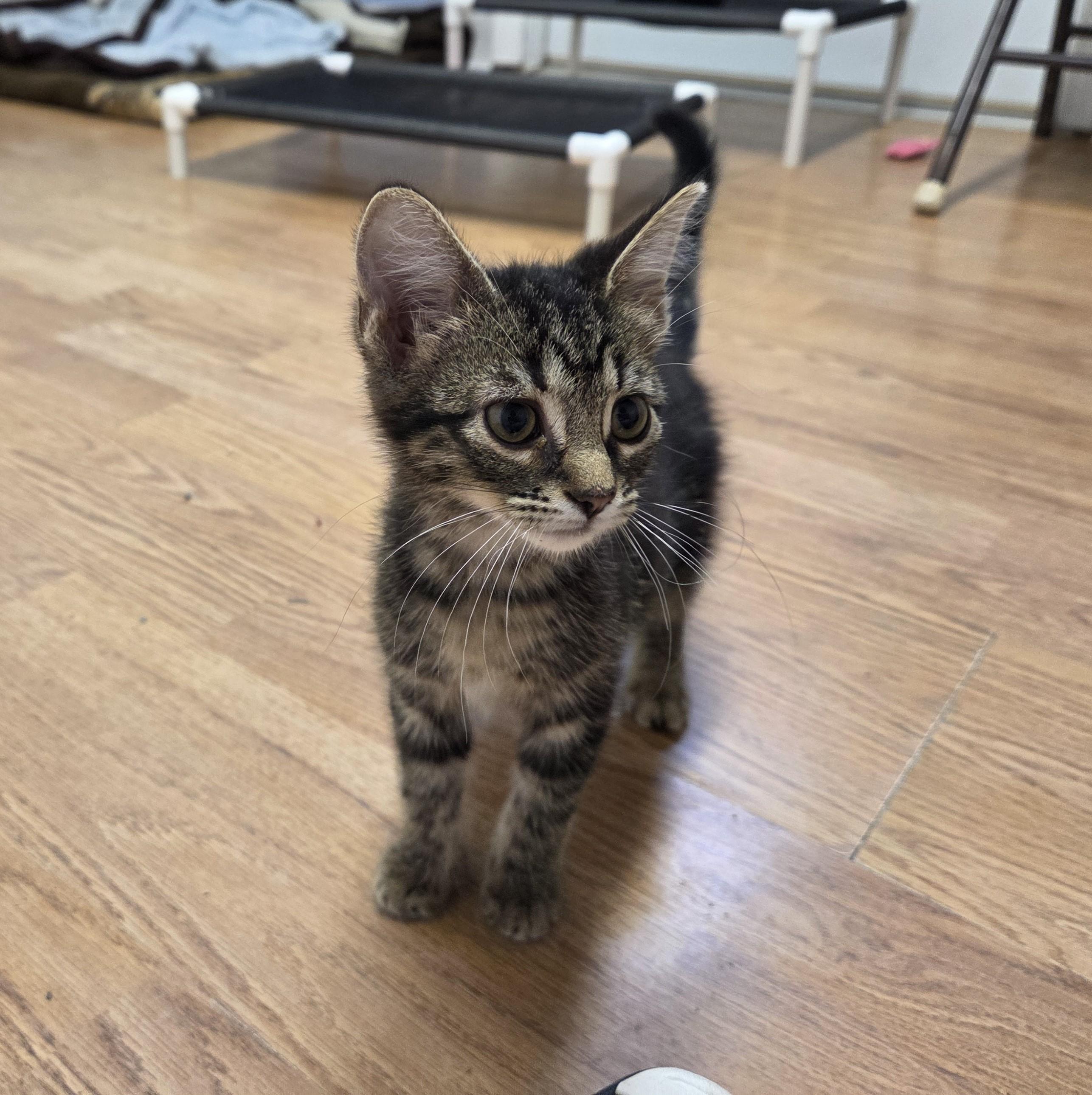 Enlarge Lori, an adoptable mixed breed in Carsonville, MI image 2/2
