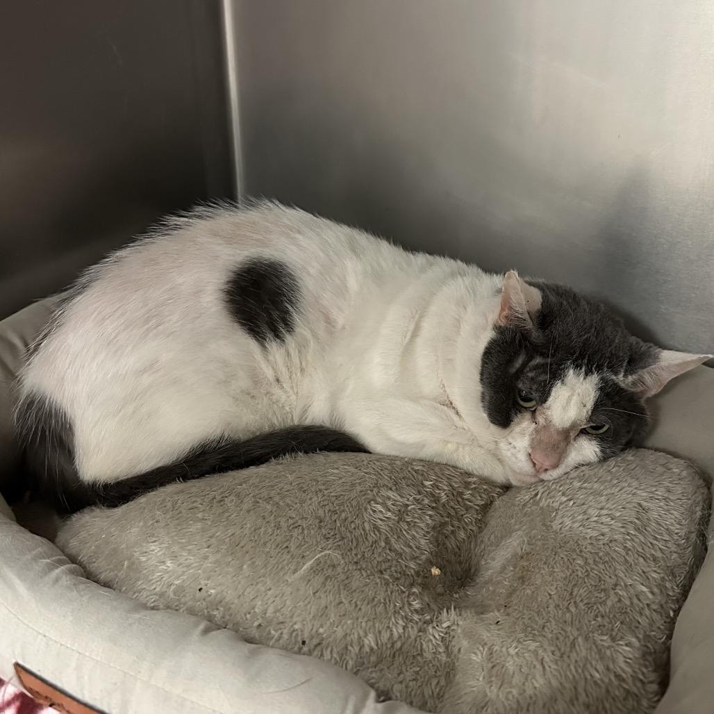 Norman, a Adoptable Domestic Short Hair in Titusville, FL image 1/3