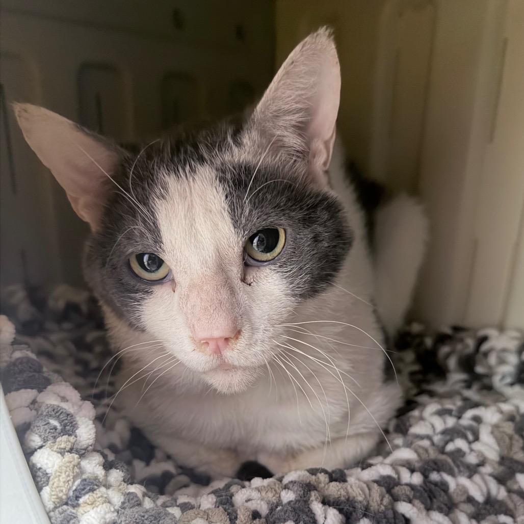 Norman, a Adoptable Domestic Short Hair in Titusville, FL image 2/3