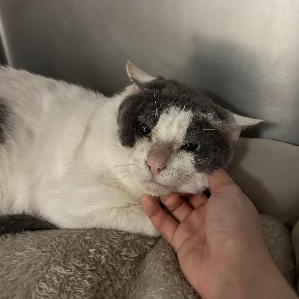 Norman, a Adoptable Domestic Short Hair in Titusville, FL image 3/3