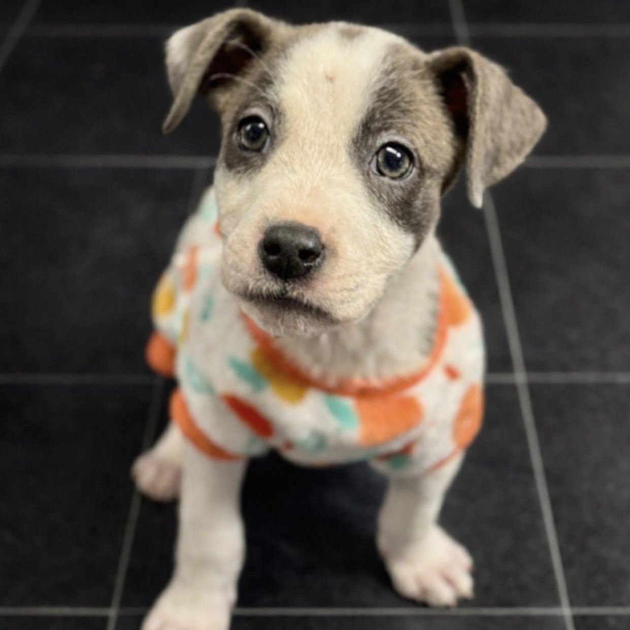 Enlarge Tiny Tina, an adopted mixed breed in Battle Creek, MI image 1/1