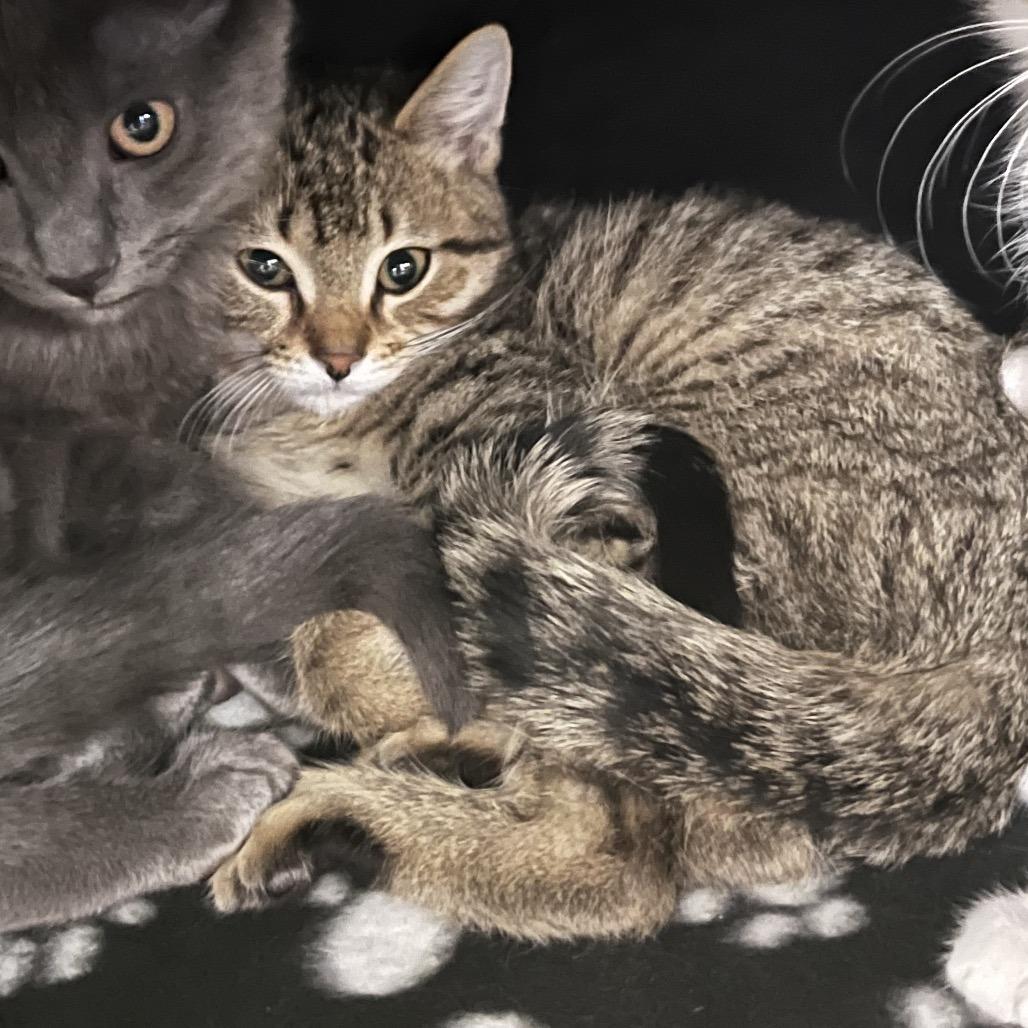 Enlarge Cocoa-Foster, a Adoptable Domestic Short Hair in Grand Rapids, MI image 1/1