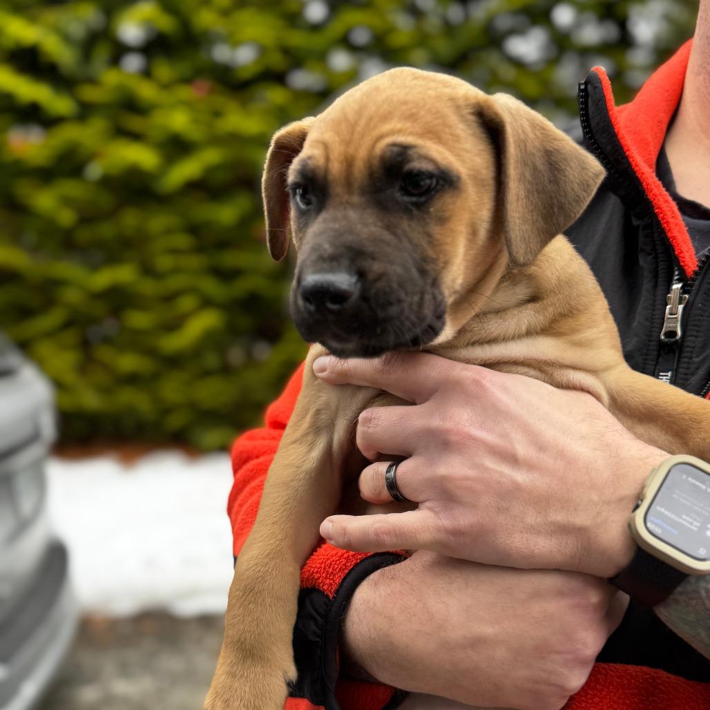 Enlarge NY Taz Avail Jan 18 (Tractor Supply - Patterson), a Adoptable mixed breed in Eastford, CT image 2/2