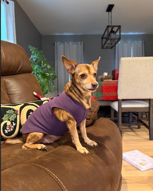 Milly in RI, Adoptable, Adult Female Chihuahua.