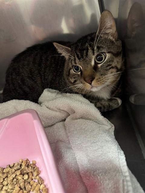 Enlarge BUBBA, a Adoptable Domestic Short Hair in Killeen, TX image 1/1