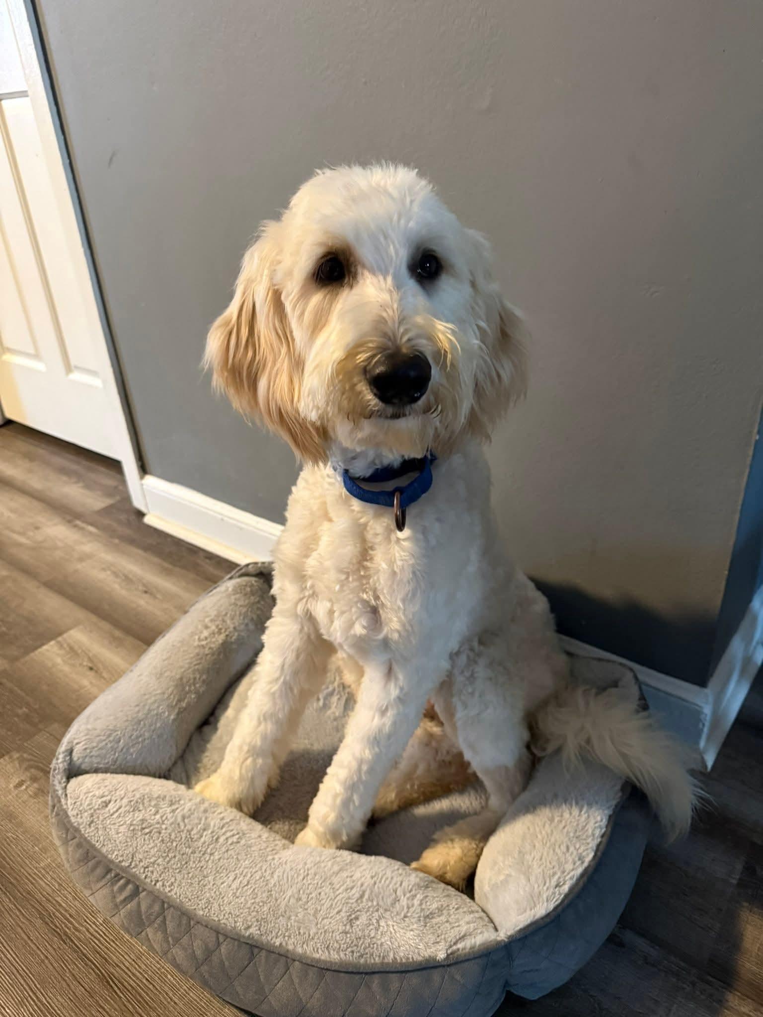 Enlarge EDMOND   $425, an adopted mixed breed in Milwaukee, WI image 2/2