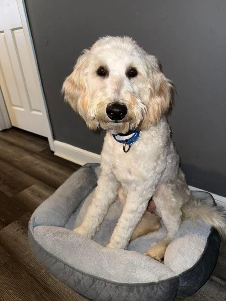 EDMOND   $425, adopted, Young Male Goldendoodle.