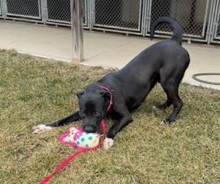 Enlarge Theo, a ADOPTABLE mixed breed in Tiffin, OH image 5/5