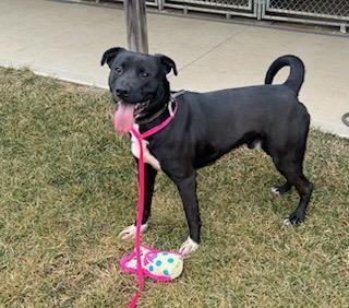 Enlarge Theo, a ADOPTABLE mixed breed in Tiffin, OH image 3/5