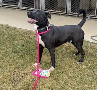 Enlarge Theo, a ADOPTABLE mixed breed in Tiffin, OH image 2/5