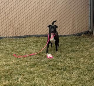 Enlarge Theo, a ADOPTABLE mixed breed in Tiffin, OH image 4/5