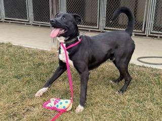 Enlarge Theo, a ADOPTABLE mixed breed in Tiffin, OH image 1/5