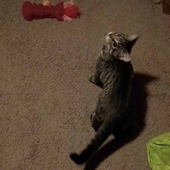 Hoagie, ADOPTABLE, Kitten Male Domestic Short Hair.