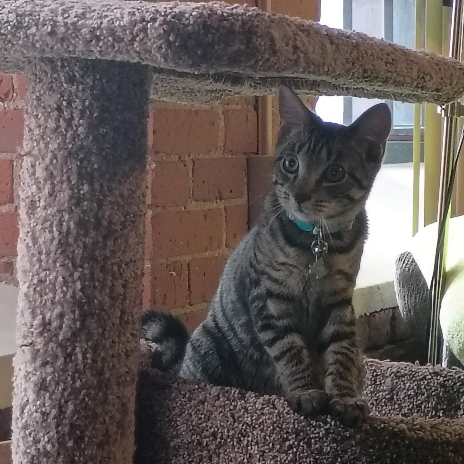 Hoagie, a ADOPTABLE Domestic Short Hair in Manchester, CT image 2/6