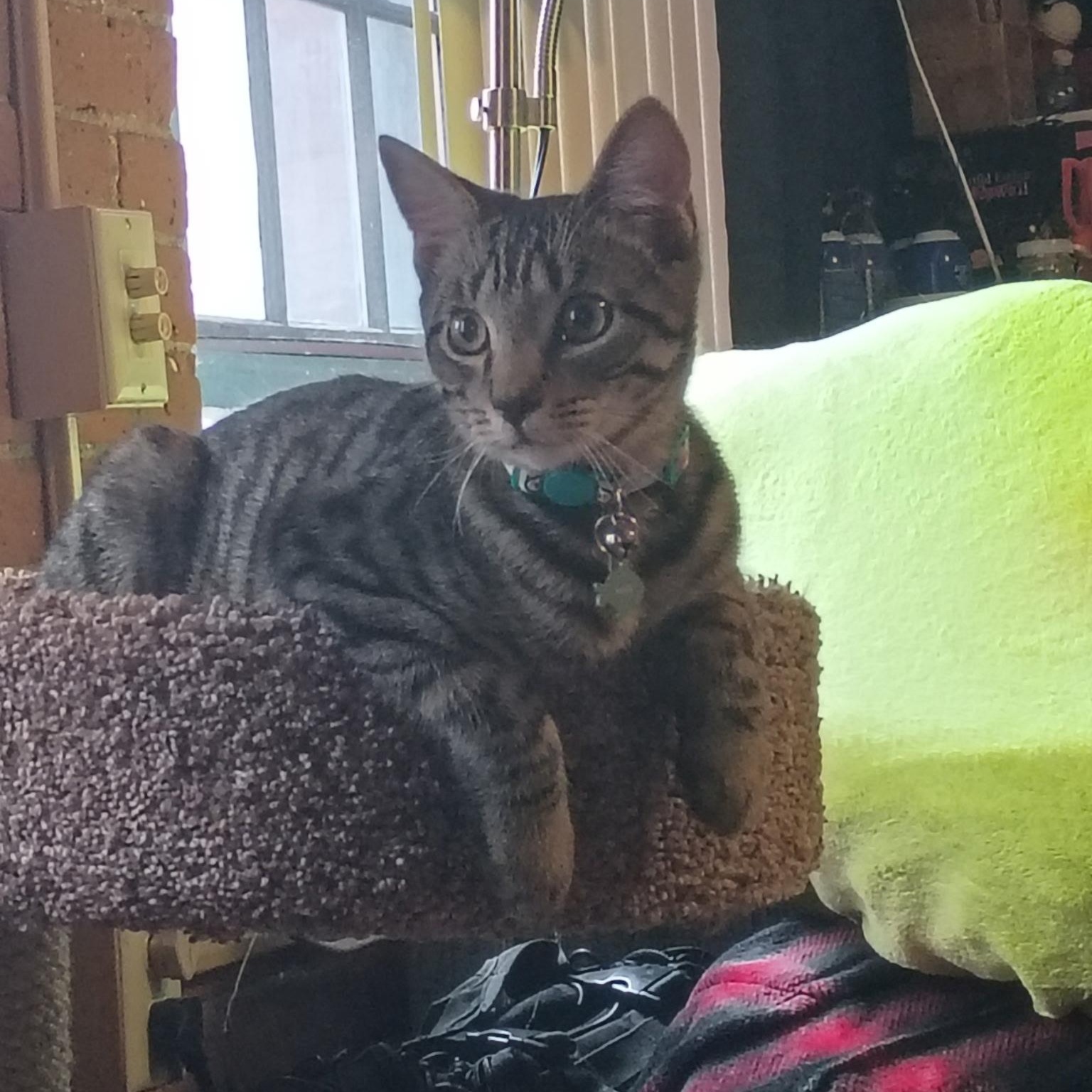 Hoagie, a ADOPTABLE Domestic Short Hair in Manchester, CT image 3/6